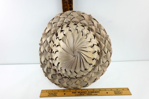 Coconut palm leaf frond - coconut, sun